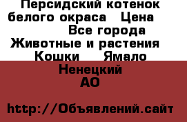 Персидский котенок белого окраса › Цена ­ 35 000 - Все города Животные и растения » Кошки   . Ямало-Ненецкий АО